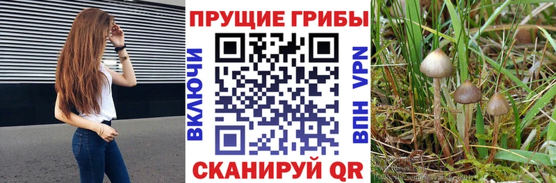 Псилоцибиновые грибы Magic Shrooms  Малая Вишера 